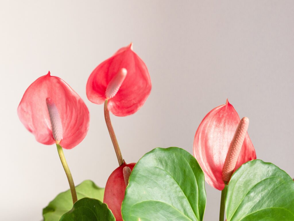 flamingoblomma rosenkalla skillnad