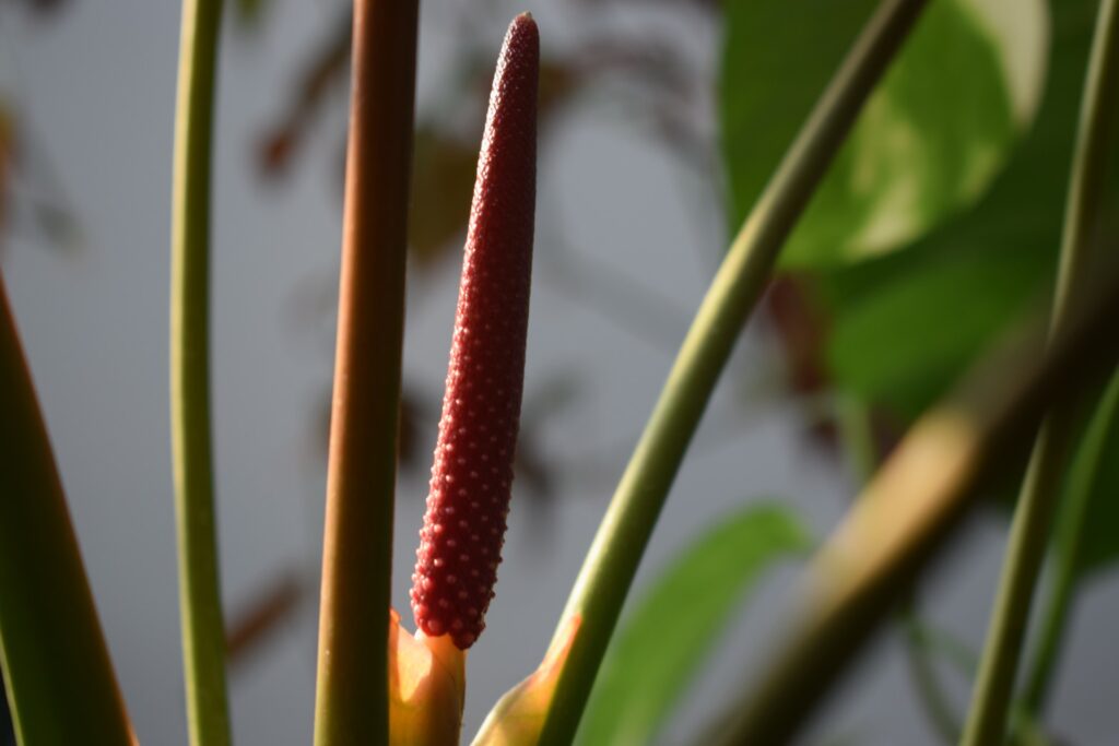 flamingoblomma skötsel