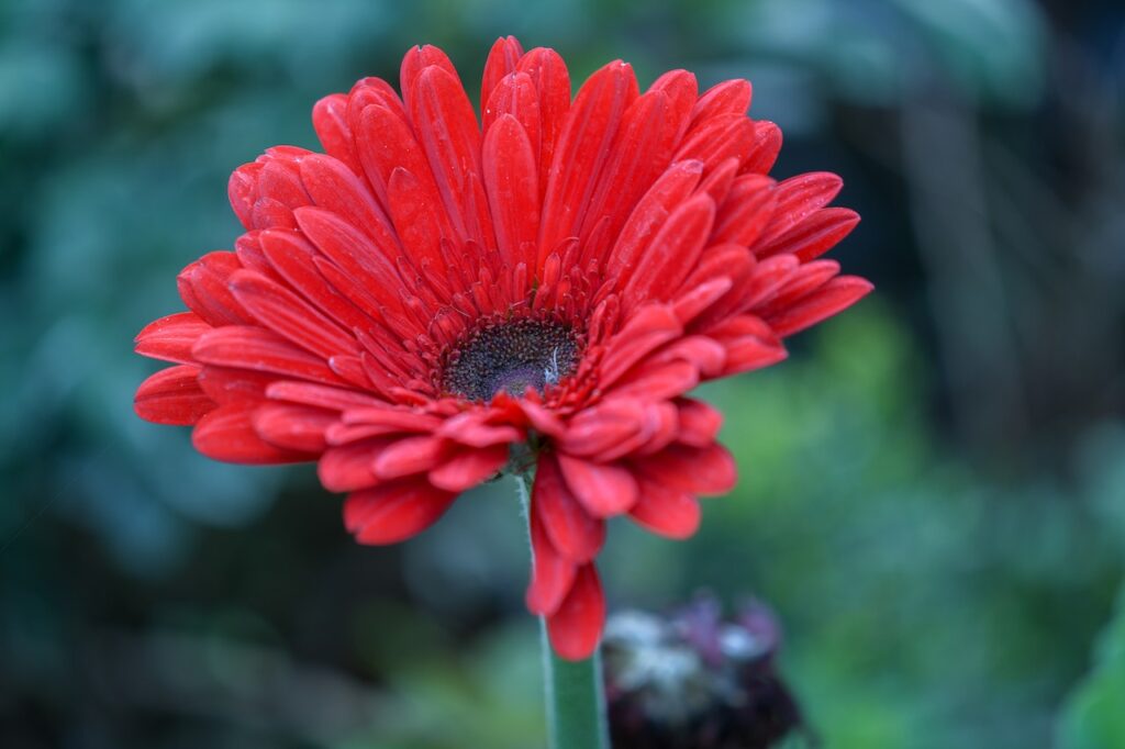 övervintra chokladblomma